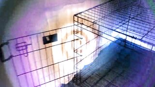 Lady Ashley - Obedient October 2024 Preview