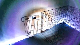 Lady Ashley - Obedient October 2024 Preview