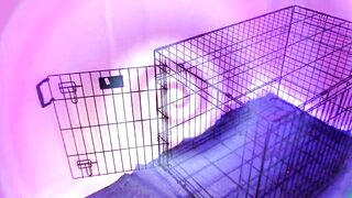 Lady Ashley - Obedient October 2024 Preview